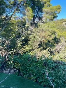 Photo de galerie - Elagage et coupe d'arbres
