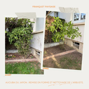 Photo de galerie - Taille d'aucuba japonica 