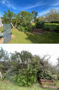 Photo de galerie - Taille de haies et d'arbustes