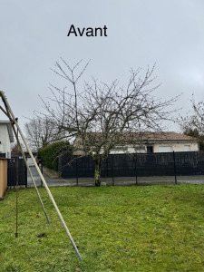 Photo de galerie - Elagage et coupe d'arbres