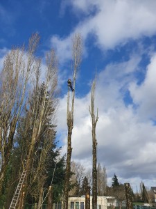 Photo réalisation - Elagage et coupe d'arbres - Julien S. - Saint-Aubin-sur-Gaillon : Démontage d'un peuplier 