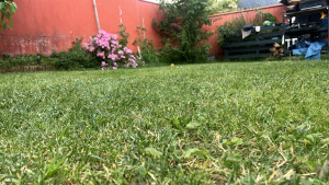 Photo de galerie - Tonte de pelouse - Débroussaillage