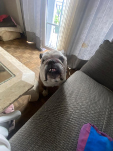 Photo de galerie - Garde de Chiens