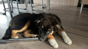 Photo de galerie - Winnie petite chienne de 5mois que j'ai gardé pendant 1semaine 