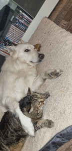 Photo de galerie - Garde d'animaux et ballade