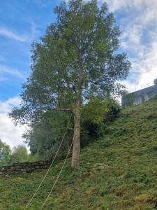 Photo de galerie - Bonjour nous pratiquons aussi l'attente de pelouse l'aménagement du jardin la taille de vos haies merci