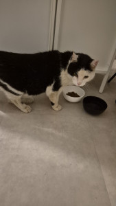 Photo de galerie - Chat blessé,  trappe puis mis en famille d accueil 