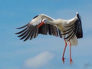 Photo de galerie - Vous apprend la photo d'oiseaux en vol
