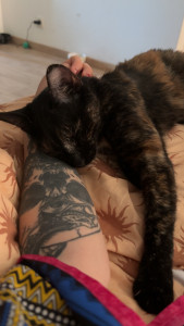 Photo de galerie - Garde chat 