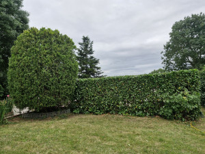 Photo de galerie - Taille de haies et d'arbustes