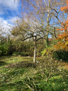 Photo de galerie - Taille sanitaire et de forme d'un pommier / Après