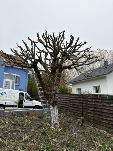 Photo de galerie - TAILLE EFFECTUE AVEC SUCCÈS ! 