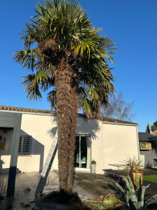 Photo de galerie - Elagage et coupe d'arbres