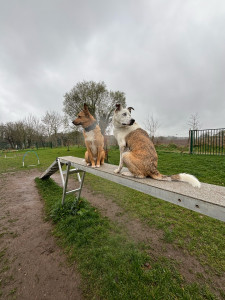Photo de galerie - Petit court d agility 