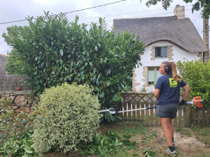 Photo de galerie - Taille de laurier palme 