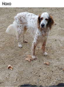 Photo de galerie - Haxo le setter