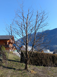 Photo de galerie - Taille de réduction du volume sur un Prunus avium (Merisier).