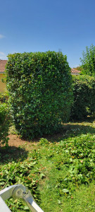 Photo de galerie - Taillage de buisson 