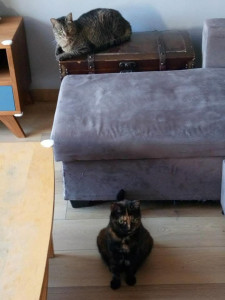 Photo de galerie - Garde chat