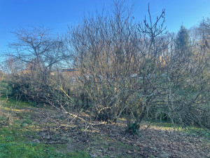 Photo de galerie - Taille de haies et d'arbustes