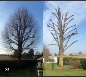 Photo de galerie - Elagage et coupe d'arbres