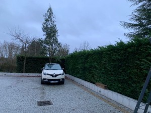 Photo de galerie - Taille de haie 