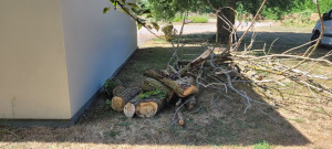 Photo de galerie - Abattage peupliers 