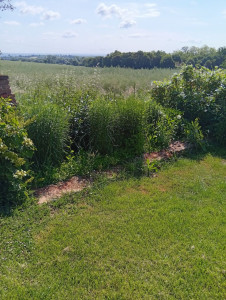 Photo de galerie - Désherbage de massif