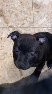 Photo de galerie - Staffy