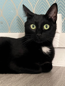 Photo de galerie - Nala n'est pas avocate et pourtant elle a un p'tit truc en plus.