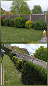 Photo de galerie - Taille de haies et d'arbustes