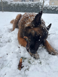 Photo de galerie - Voici une chienne que j’ai gardée quelques jours, c’est une chienne très excité qui avait beaucoup besoin de joué courir, elle est hyperactive, elle a eu souvent des promenades et des moments d’activités avec moi.