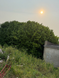 Photo de galerie - Rabattage de haie 