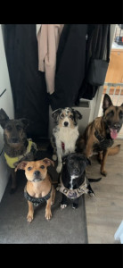 Photo de galerie -     Mes compagnons du quotidien 