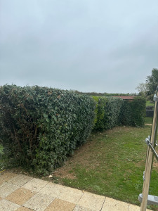 Photo de galerie - Taille de haies et d'arbustes