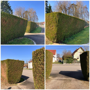 Photo de galerie - Taille de haies et d'arbustes