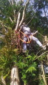 Photo de galerie - Roero services élagage tonte de pelouse débitage 