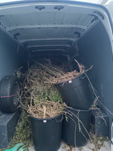Photo de galerie - Tonte de pelouse - Débroussaillage