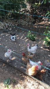 Photo de galerie - Garde du lapin et des poules durant 2 semaines (passage une fois par jour pour donner à manger et à boire + ramasser les œufs)