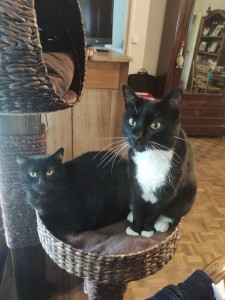 Photo de galerie - Garde chat