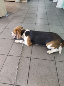 Photo de galerie - Sauvetage d'hier, parfois la vie bascule du jour au lendemain... Orion adorable beagle, pris chez son propriétaire, puis véto,consult, mise à jour des vaccins et vermifuges. Direction super pension qui va lui trouver une famille aimante.