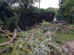 Photo de galerie - Taille de haie