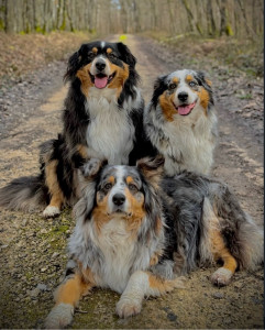 Photo de galerie - Animaux de compagnie 