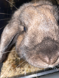 Photo de galerie - Bonjour je me propose pour garder vos animaux chient chat lapin ou autre j’adore les animaux 