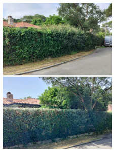 Photo de galerie - Remise en forme d'une haie 