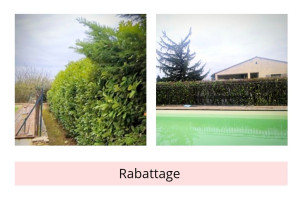 Photo de galerie - Taille de haies et d'arbustes