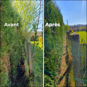 Photo de galerie - Taille de haie