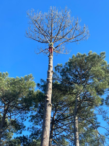 Photo de galerie - Elagage et coupe d'arbres