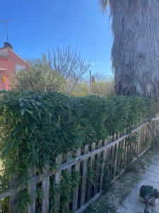 Photo de galerie - Taille de haies et d'arbustes