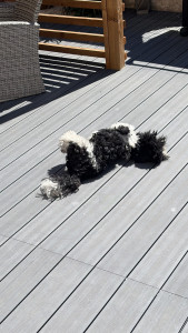 Photo de galerie - Stan Shitsu